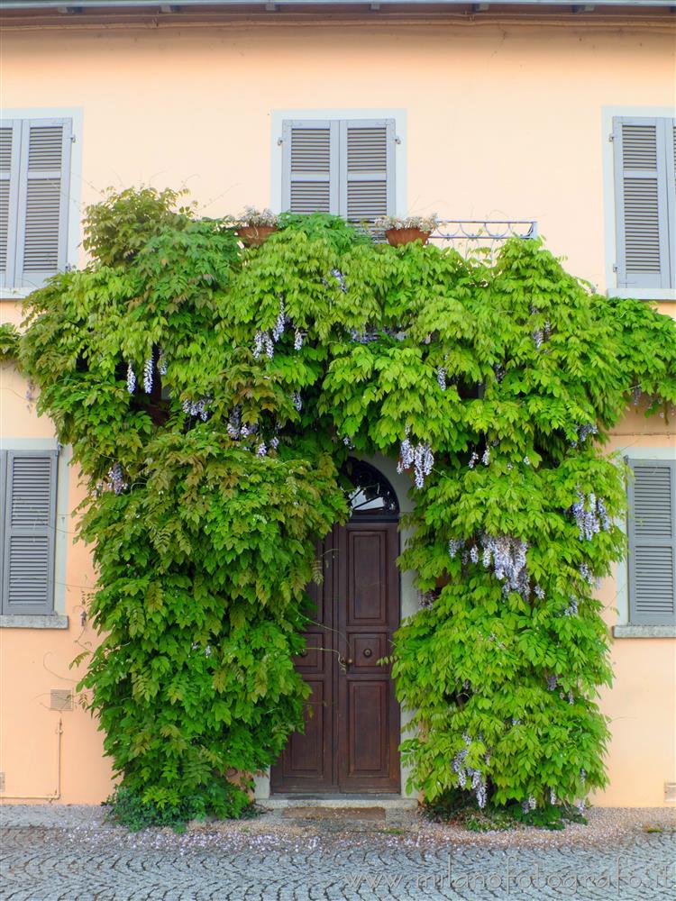 Pella (Novara, Italy) - Front door with wisteria on the lakefront